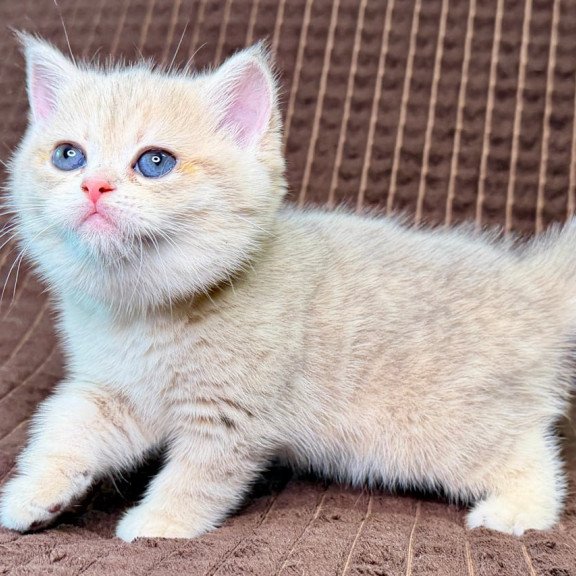 Munchkin Marsi