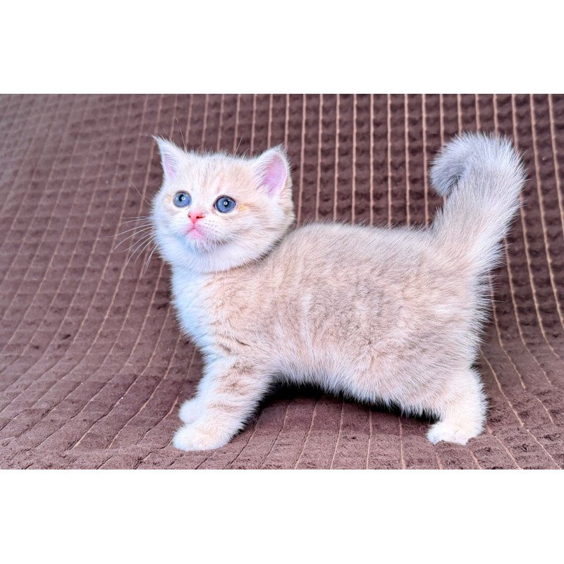 Munchkin Marsi