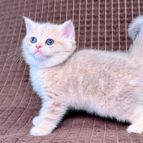 Munchkin Marsi