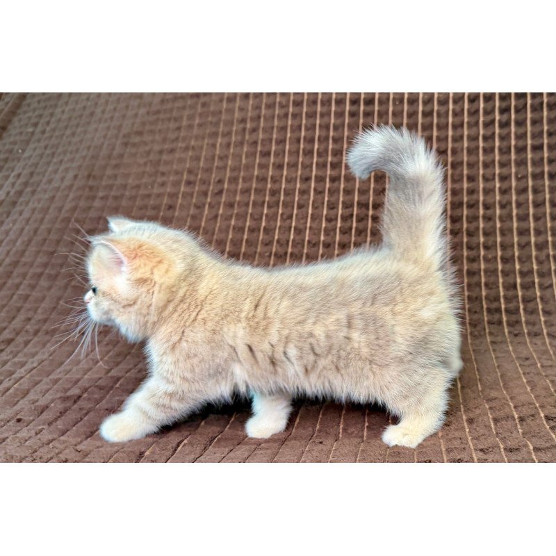 Munchkin Marsi