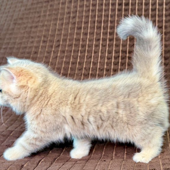 Munchkin Marsi