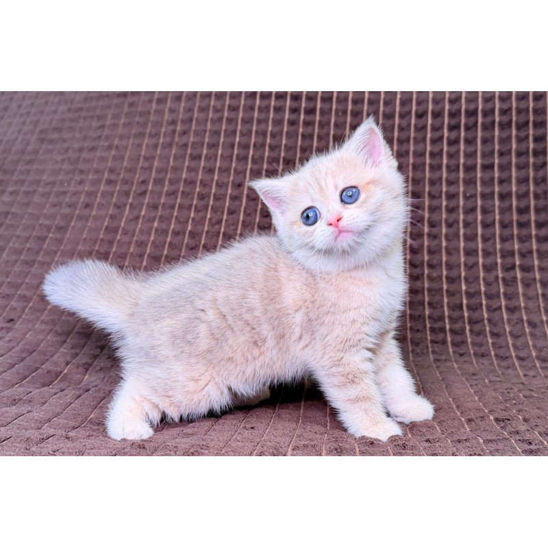 Munchkin Marsi