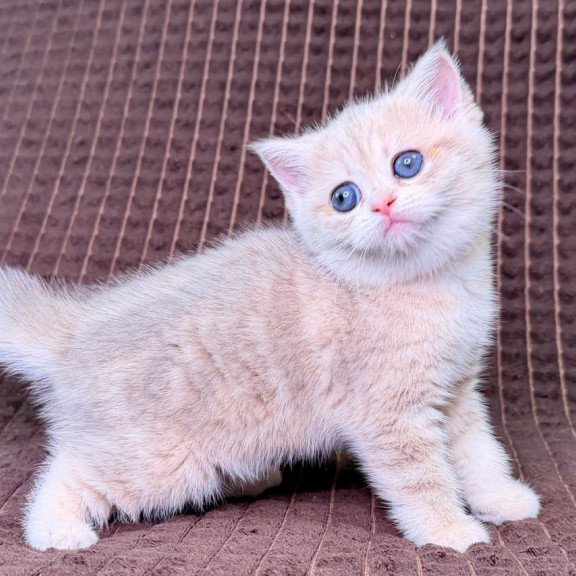 Munchkin Marsi