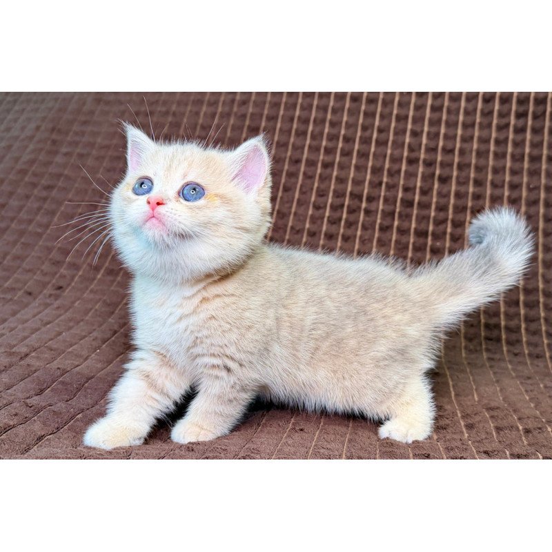 Munchkin Marsi