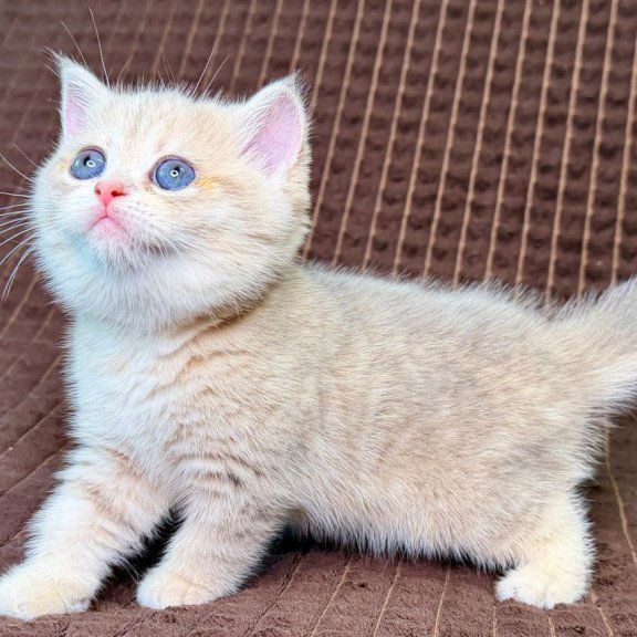 Munchkin Marsi