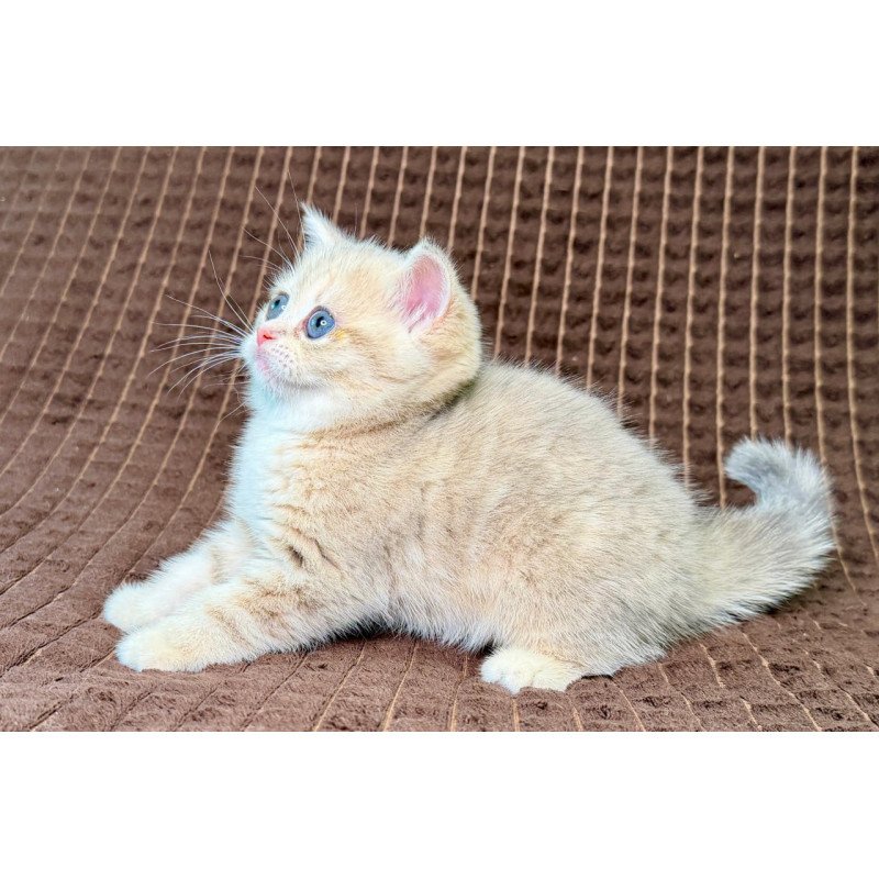 Munchkin Marsi