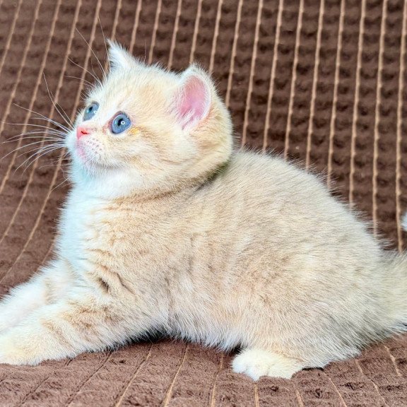 Munchkin Marsi
