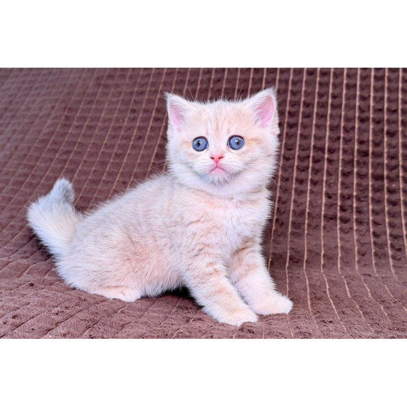 Munchkin Marsi