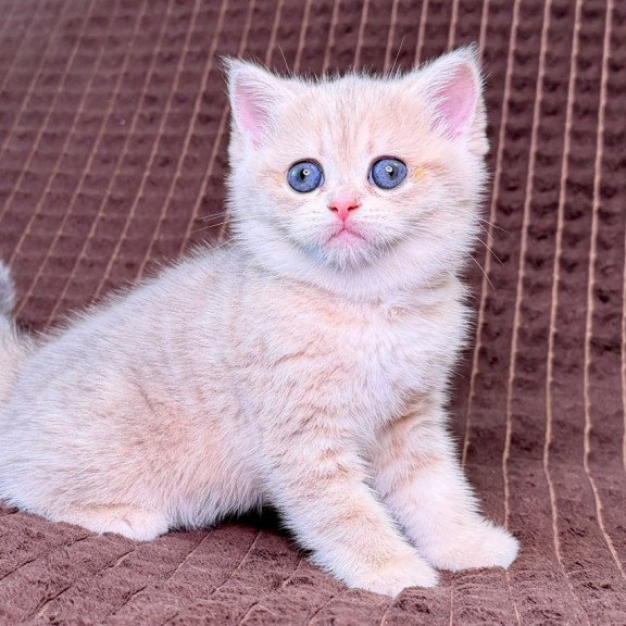 Munchkin Marsi