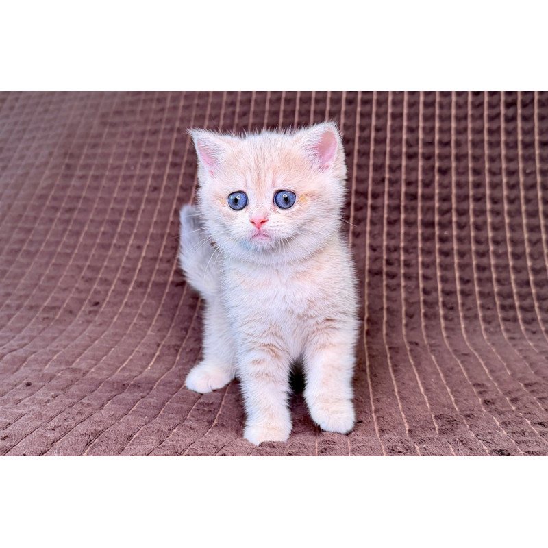 Munchkin Marsi