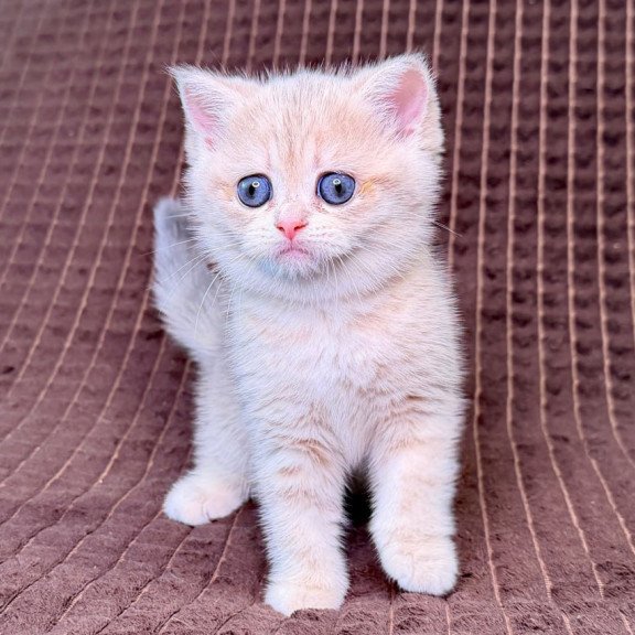 Munchkin Marsi