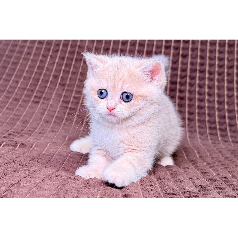 Munchkin Marsi