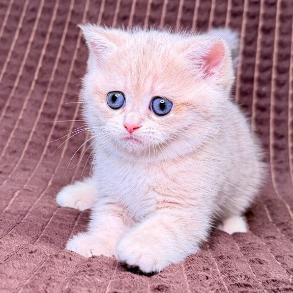 Munchkin Marsi