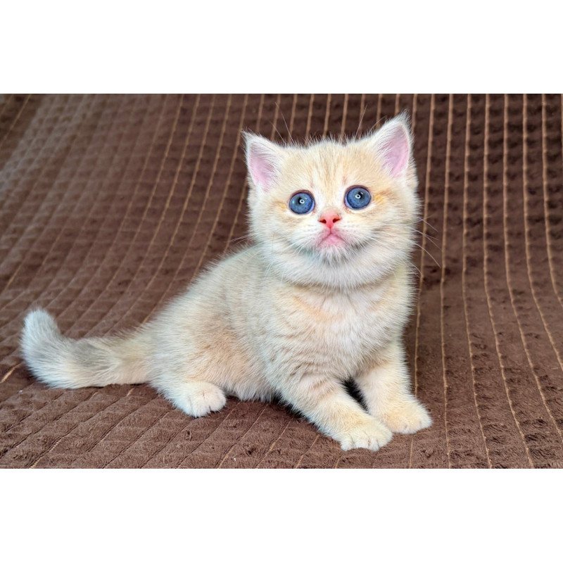 Munchkin Marsi