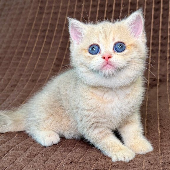 Munchkin Marsi