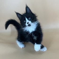 Maine Coon NOV Bred
