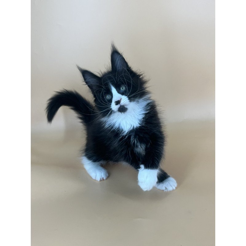 Maine Coon NOV Bred
