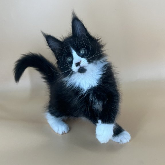 Maine Coon NOV Bred