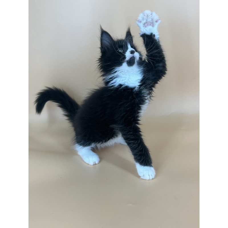 Maine Coon NOV Bred