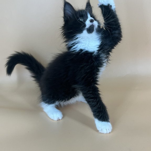 Maine Coon NOV Bred