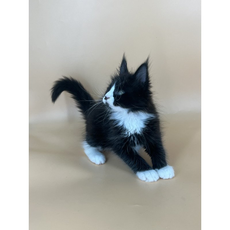 Maine Coon NOV Bred