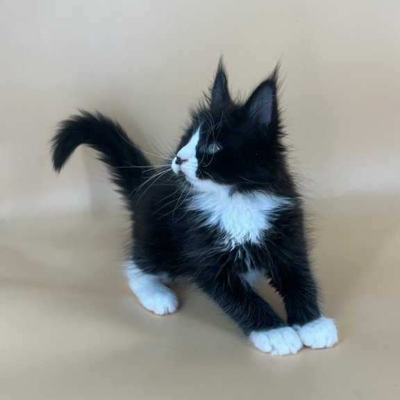 Maine Coon NOV Bred