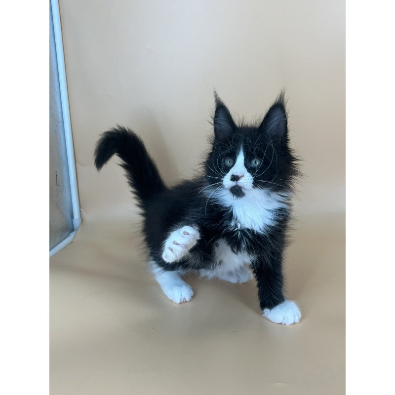 Maine Coon NOV Bred