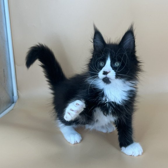 Maine Coon NOV Bred