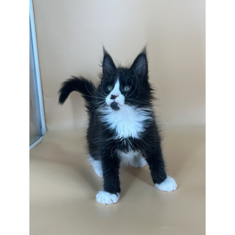 Maine Coon NOV Bred