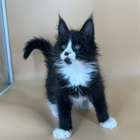 Maine Coon NOV Bred