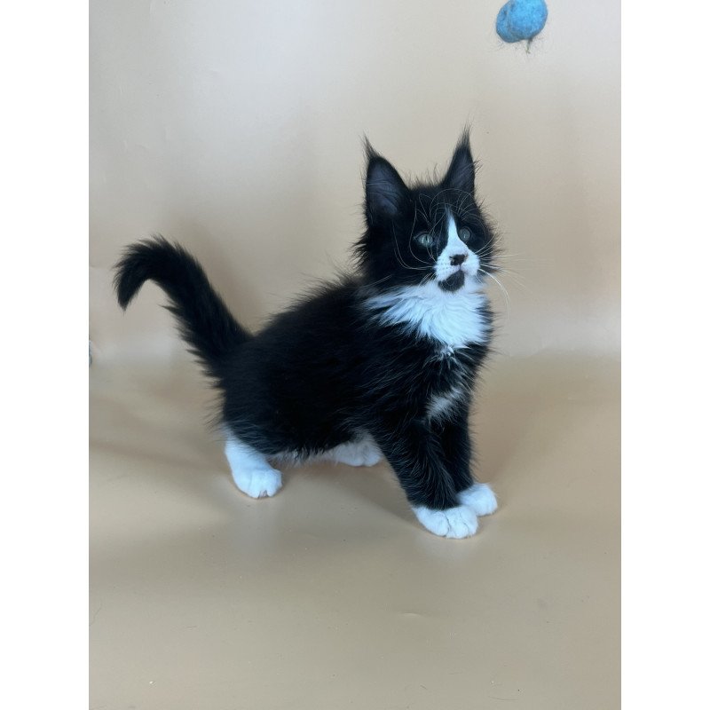 Maine Coon NOV Bred