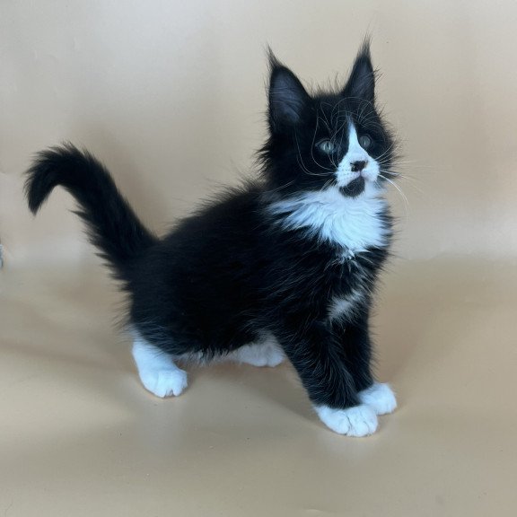 Maine Coon NOV Bred