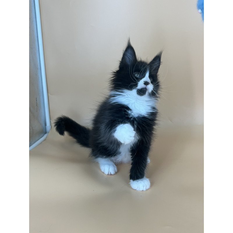 Maine Coon NOV Bred