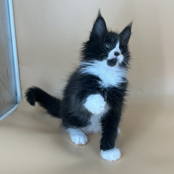 Maine Coon NOV Bred