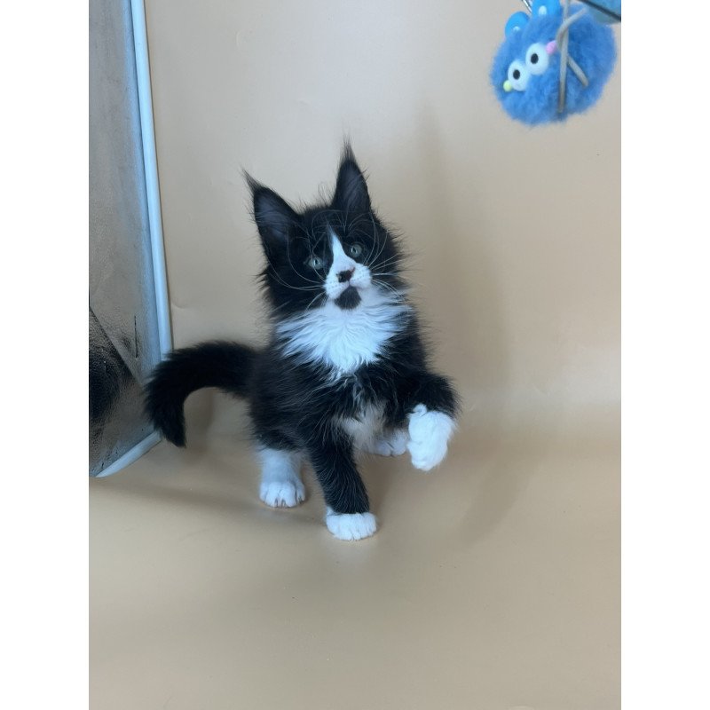 Maine Coon NOV Bred
