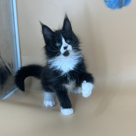 Maine Coon NOV Bred