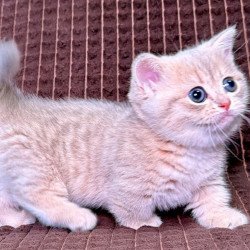 Munchkin Melody
