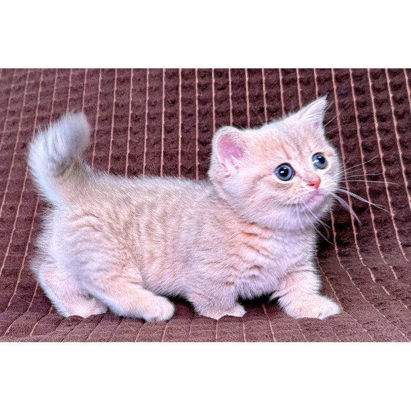 Munchkin Melody