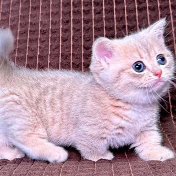 Munchkin Melody