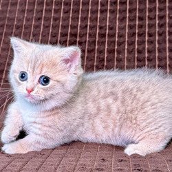 Munchkin Melody