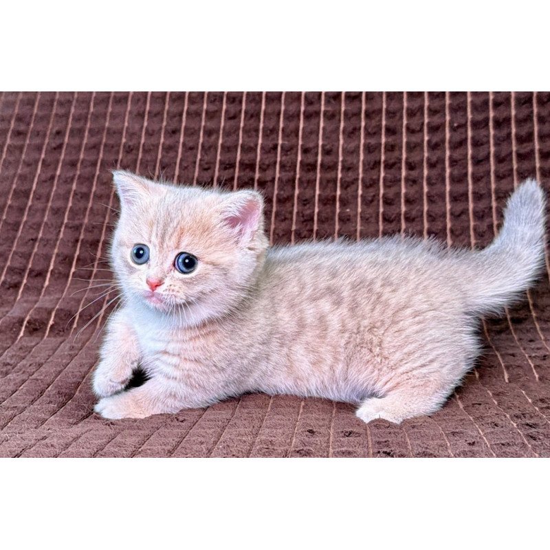 Munchkin Melody