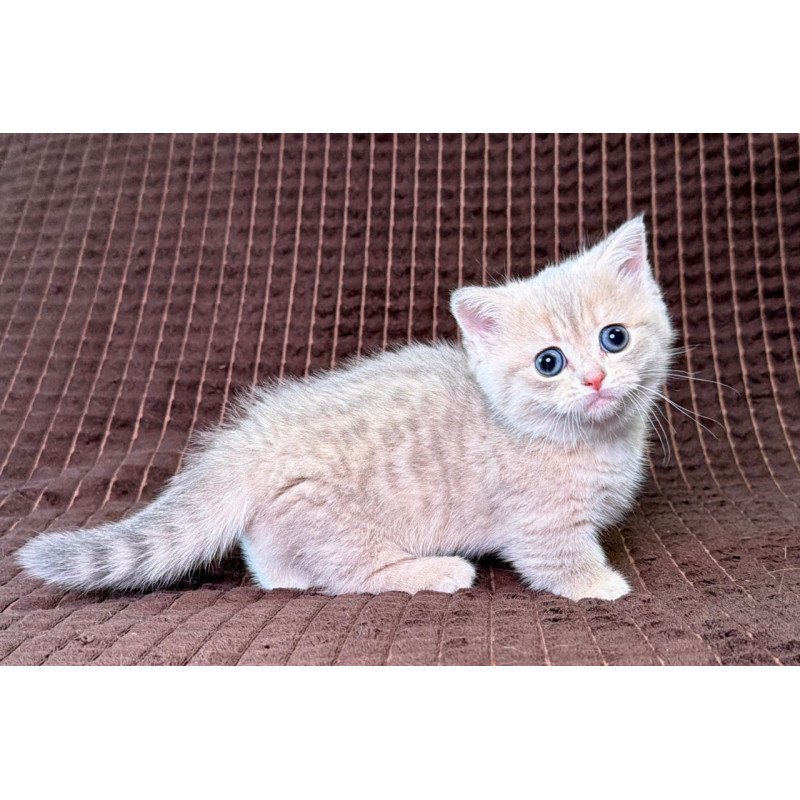 Munchkin Melody