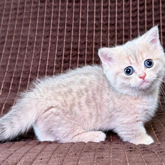 Munchkin Melody