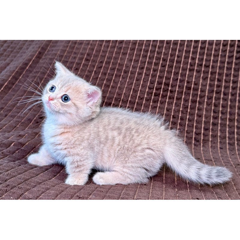 Munchkin Melody