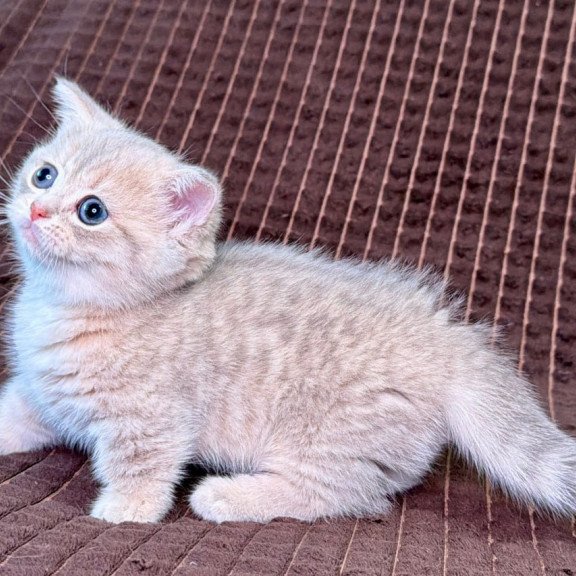 Munchkin Melody