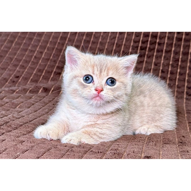 Munchkin Melody