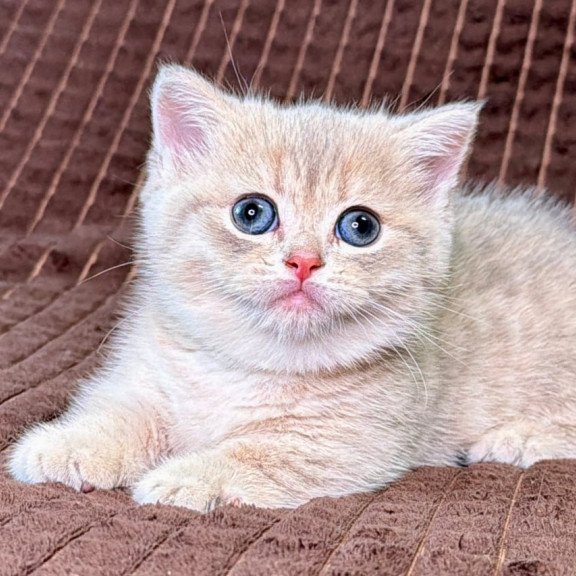 Munchkin Melody