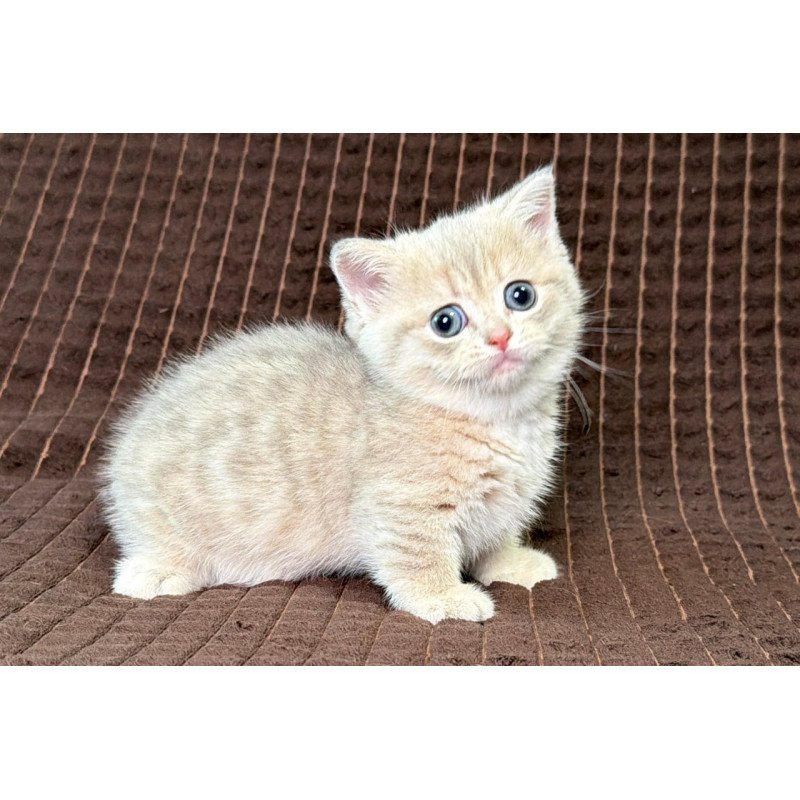 Munchkin Melody