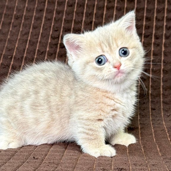 Munchkin Melody