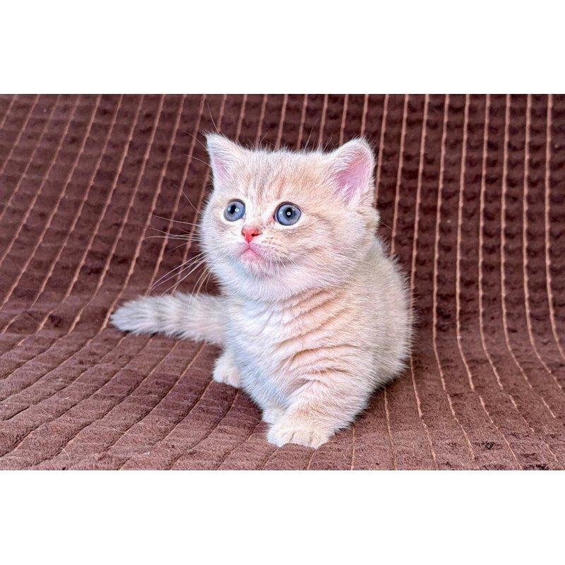 Munchkin Melody